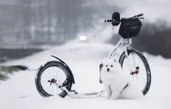 Winter, road, snow, nature, dog, white, bag, sitting
