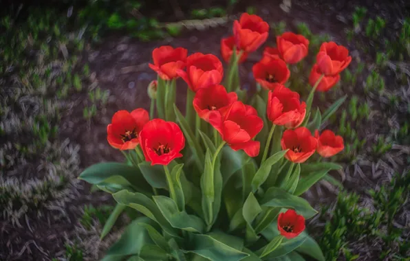 Leaves, flowers, spring, garden, tulips, red, flowerbed, the view from the top