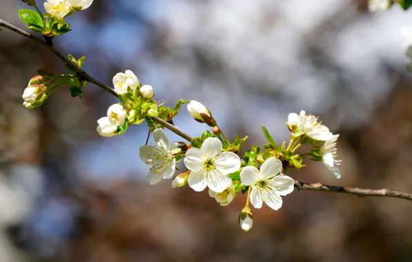 Light, flowers, cherry, branch, spring, white, flowering, bokeh