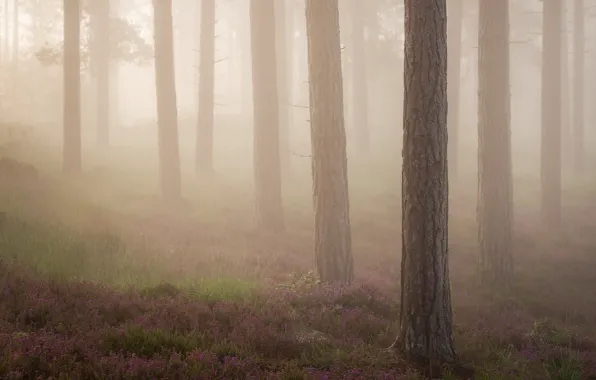 Trees, fog, glade, morning, haze, pine, Heather