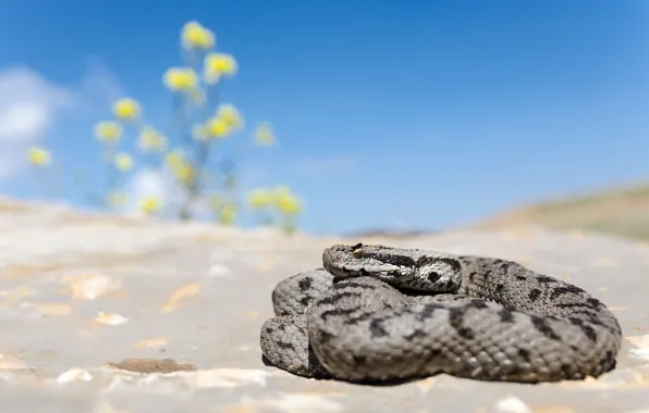 Picture sand, the sky, flowers, snake, curled