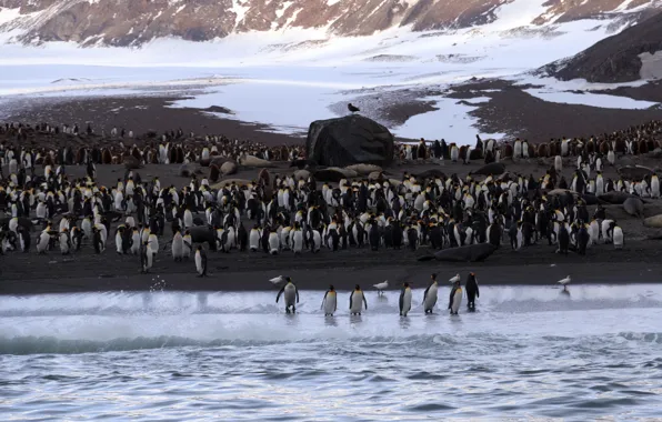 Sea, nature, penguins, Antarctica