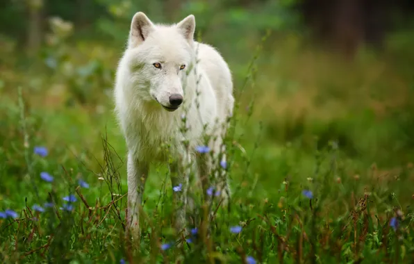 Picture predator, Arctic wolf, polar wolf