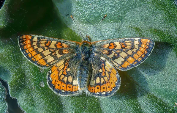 Leaves, microsemi, wings, Butterfly, insect, beautiful, closeup