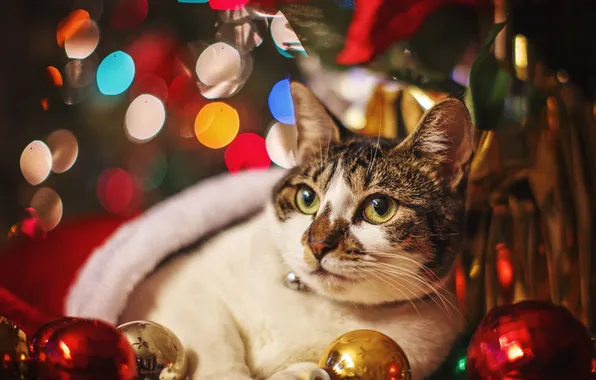 Picture cat, decoration, holiday, balls, New year