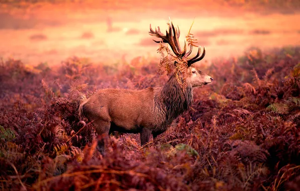 Picture deer, horns, Red deer stag