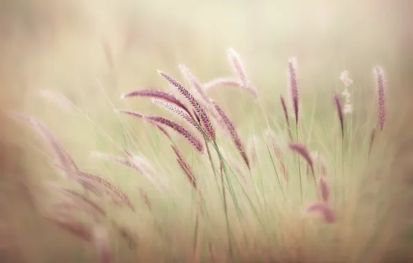 Field, bush, stalks