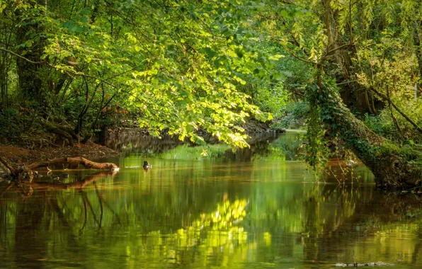 Picture Lake, Fall, Autumn, France, Sarta, La Sarthe, France, Autumn