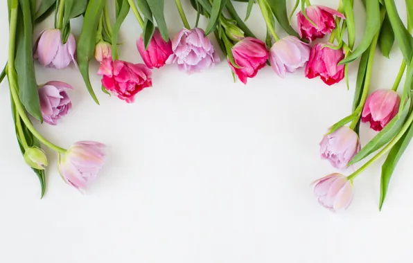 Tulips, pink, flowers, tulips