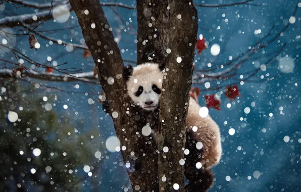 Picture snow, branches, nature, tree, animal, Panda, bear, cub