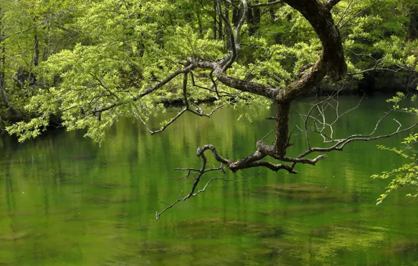 Summer, water, trees, branches, lake, pond