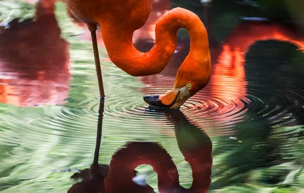 Reflection, bird, Flamingo, pond, pink flamingos