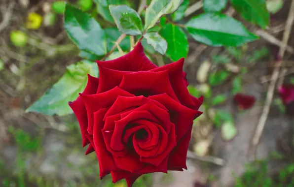 Leaves, flowers, branches, red, roses, garden