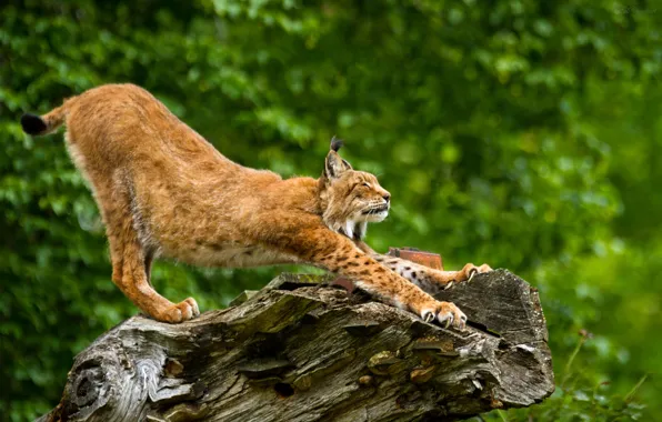 Picture cat, claws, profile, snag, lynx