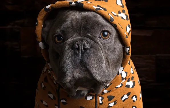 Face, portrait, dog, hood, bulldog, jacket, French bulldog, sweatshirt