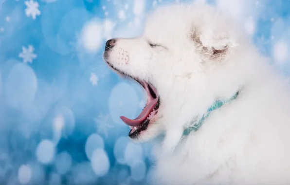 Language, white, snowflakes, dog, muzzle, mouth, puppy, profile