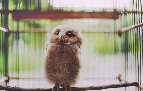 Owl, bird, looks, owlet