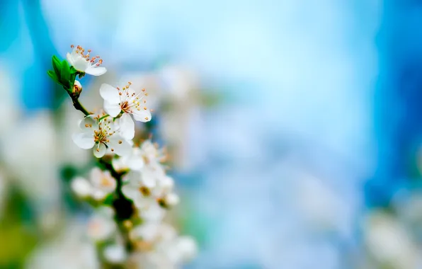 Picture flowers, freshness, cherry, spring, buds, branch, flowering, fresh