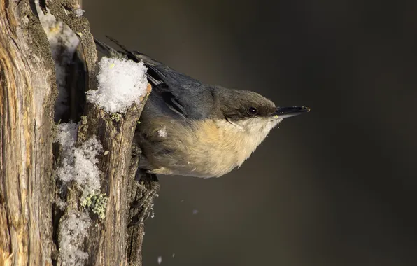 Snow, cracked, tree, bird, trunk, bark