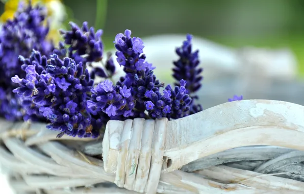 Picture tree, bouquet, flowers, lavender, lavender