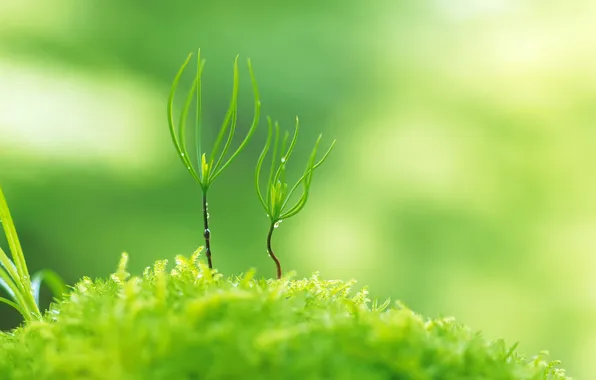 Greens, grass, drops, macro, light, nature, sprouts, plants