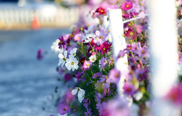 Picture landscape, cosmos, sea of flowers