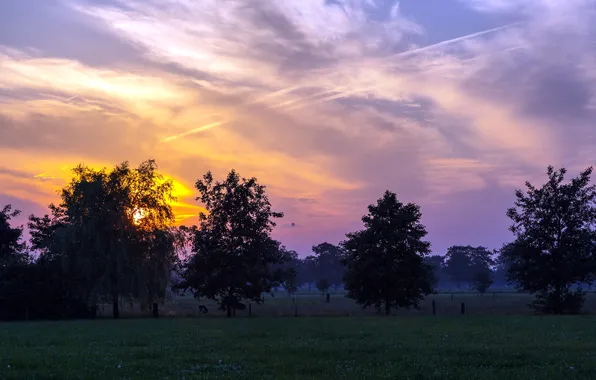 Field, trees, landscape, sunset