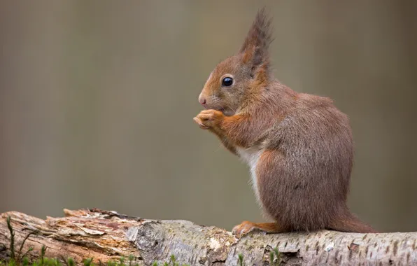 Picture background, protein, log, sitting, rodent