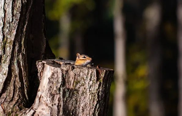 Light, nature, the dark background, tree, stump, muzzle, Chipmunk, Peeps