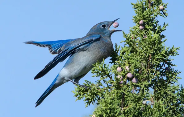 Bird, beak, female, blue sialia