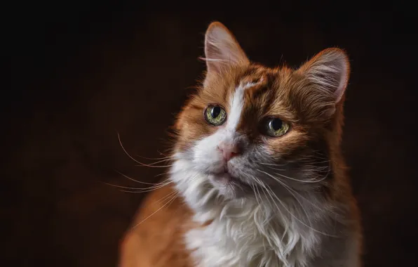 Cat, eyes, cat, mustache, look, the dark background, portrait, red