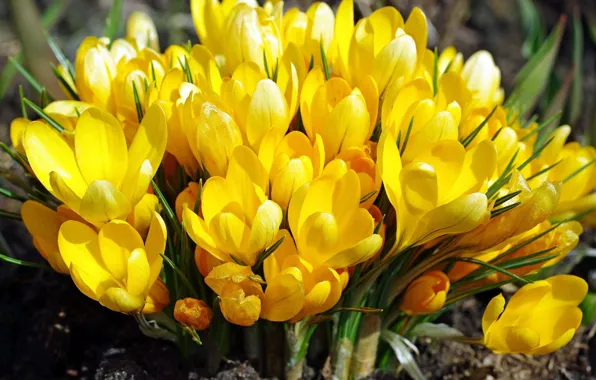 Yellow, spring, Krokus, saffron