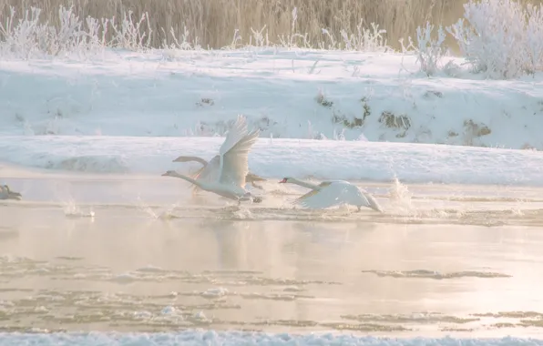 Winter, snow, birds, fog, shore, morning, haze, swans