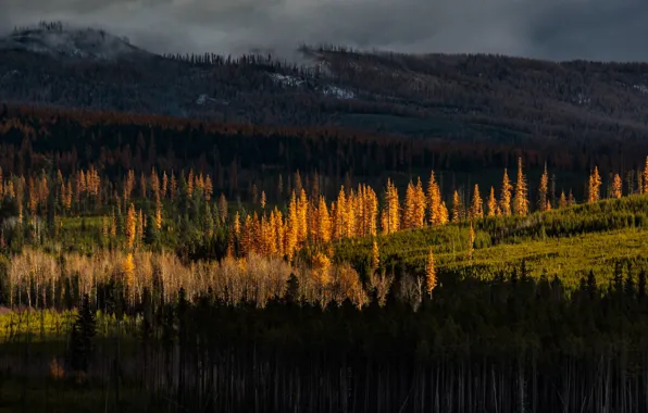 Autumn, forest, light, mountains, clouds, darkness, hills, trunks