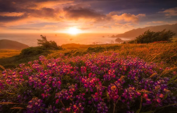 Picture sea, beach, summer, the sun, clouds, light, sunset, flowers