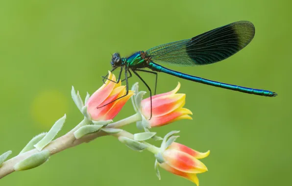 Macro, dragonfly, insect