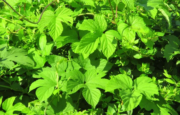 Greens, leaves, hops, spring 2018, Meduzanol ©
