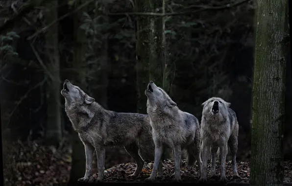 Picture nature, predator, animal, wolf, wildlife, portrait, portrait., Canis lupus. face
