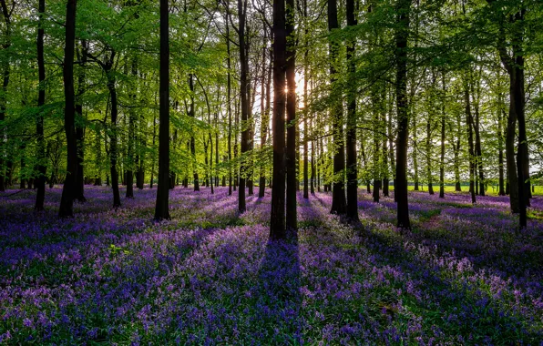 Forest, the sun, trees, flowers, nature, spring, colorful, forest