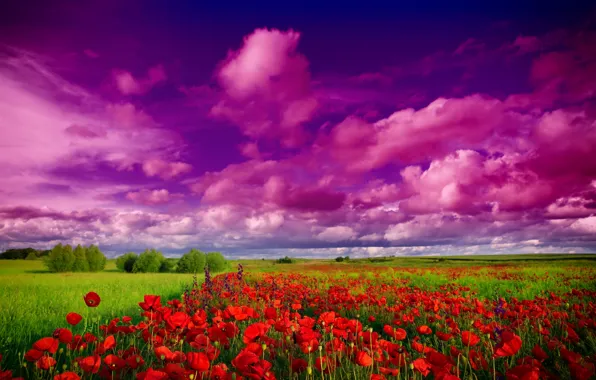 Field, the sky, clouds, trees, flowers, Maki, Nature, wild flowers