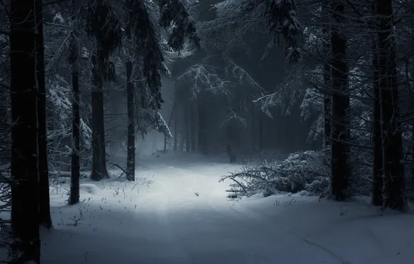 Picture winter, road, forest, snow, trees, nature, the darkness, trail