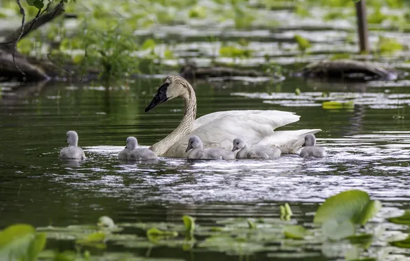 Summer, birds, swans