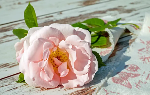 Picture rose, petals, napkin
