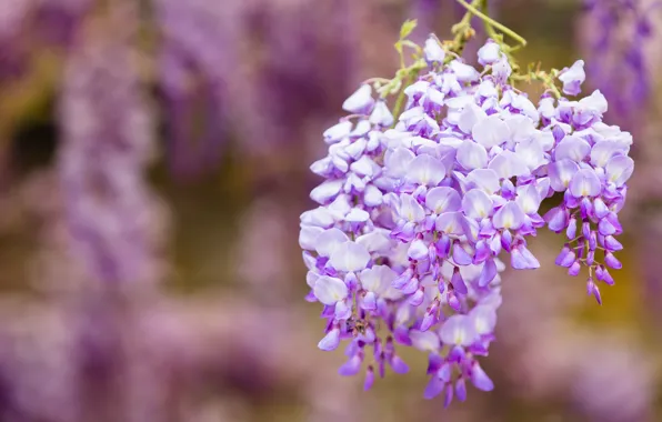 Flowers, branches, nature, background, color, beauty, spring, flowering