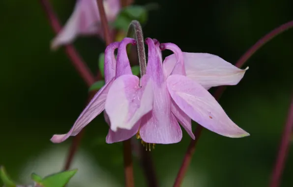 Summer, flowers, Aquilegia