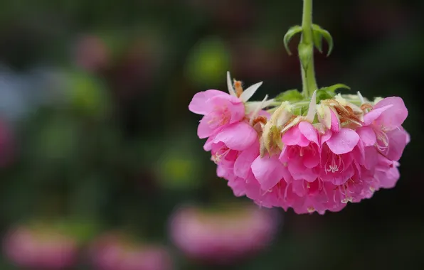 Macro, flowers, inflorescence