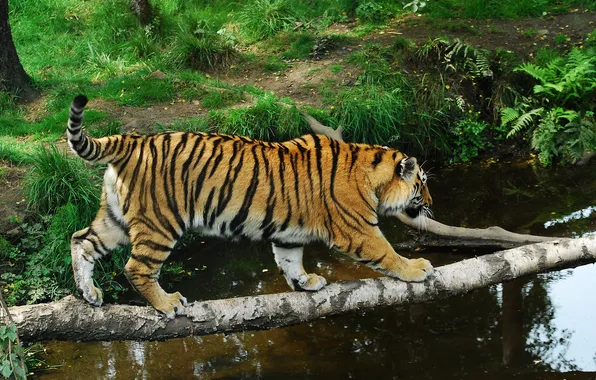 Picture cat, grass, tiger, log, pond, Amur