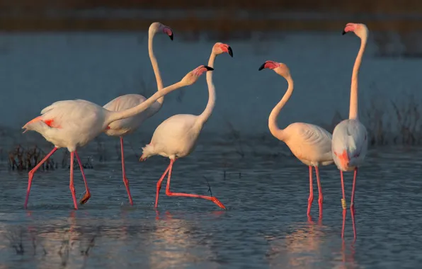 Water, birds, lake, Flamingo
