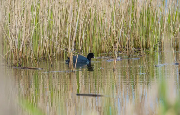 Birds, lake, reed, coot, photohunt