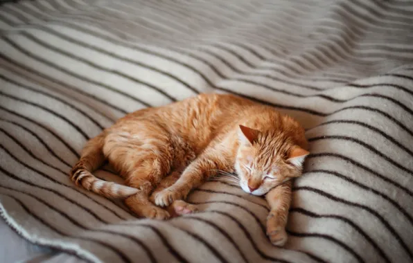 Cat, cat, sleep, sleeping, bed, red